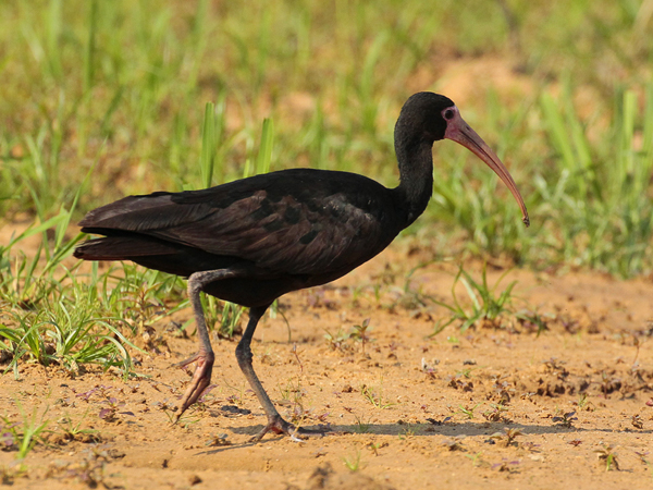 260 Bare-Faced Ibis 11J8E4273