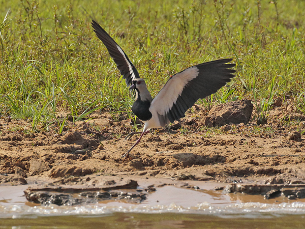 265 Southern Lapwing 11J8E4283