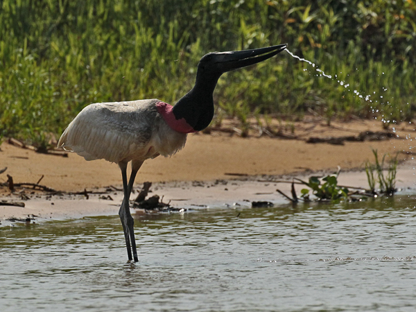 267 Jabiru Stork 11J8E4351