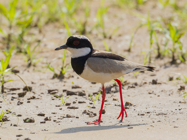 268 Semipalmated Plover 11J8E4363