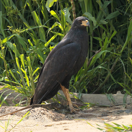 269 White-rumped Hawk 11J8E4374