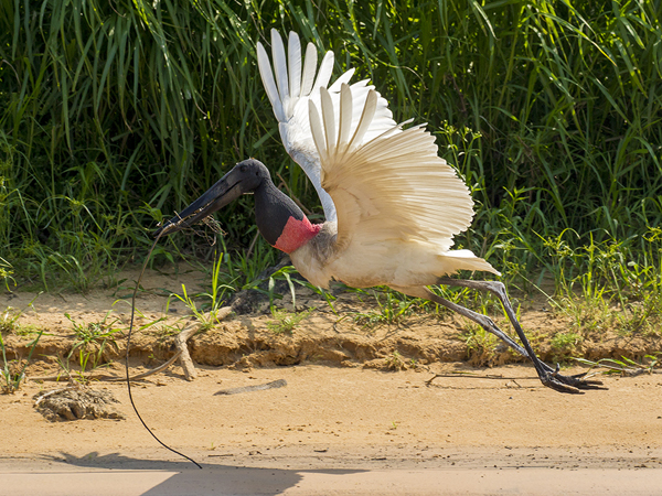 271 Jabiru Stork 11J8E4384