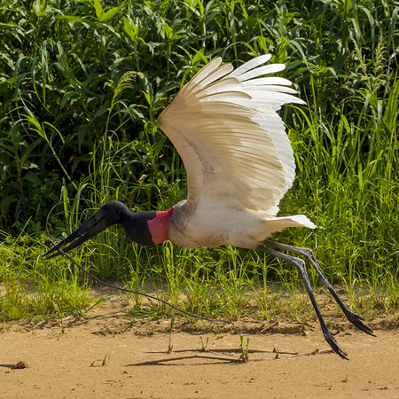 273 Jabiru Stork 11J8E4390