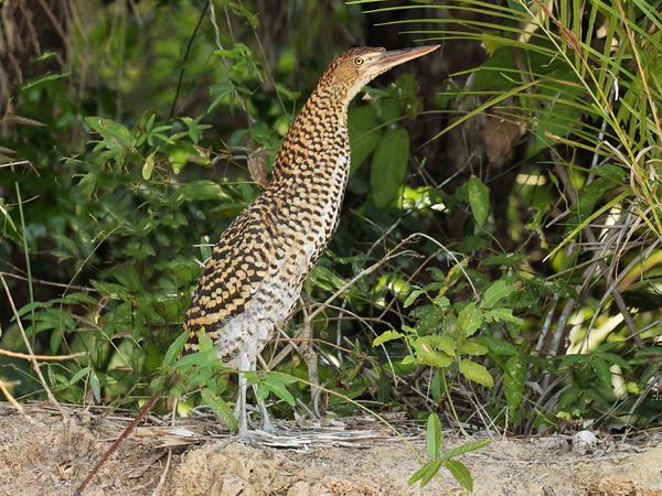 276 Rufescent Tiger Heron 11J8E4423