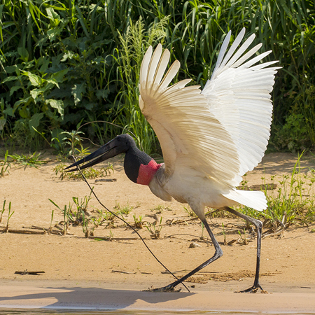 278 Jabiru Stork 11J8E4392