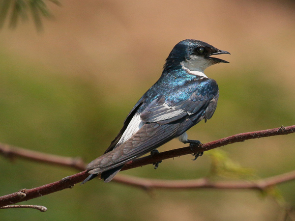 279 Female Purple Martin 70D3472