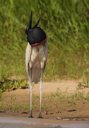 281 Laughing Jabiru Stork 11J8E4600