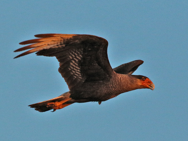 293 Southern Crested Caracara 70D3893