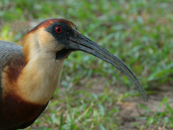 297 Buff-Necked Ibis 70D3497