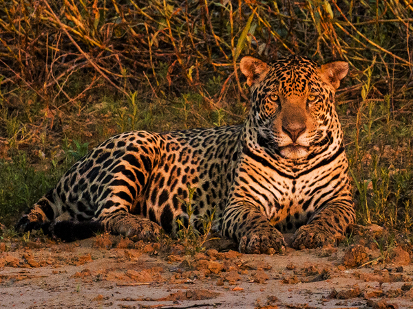 312 Jaguar at Sunset 70D3921