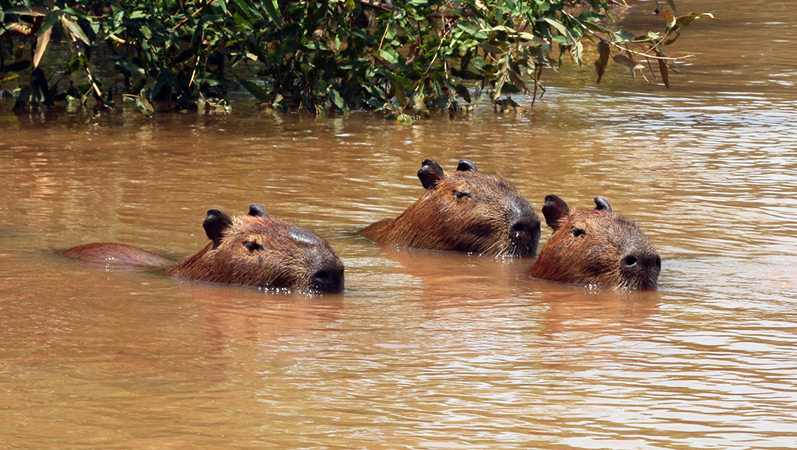 315 Capybaras 70D4037