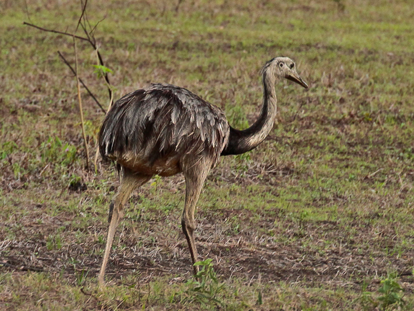 317 Greater Rhea 11J8E5021