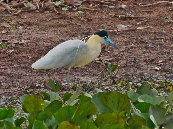 318 Capped Heron