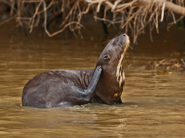 321 River Otter 70D4066