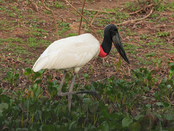 323 Jabiru Stork 11J8E5020