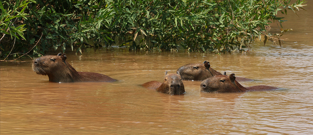 325 Capybaras 70D4040