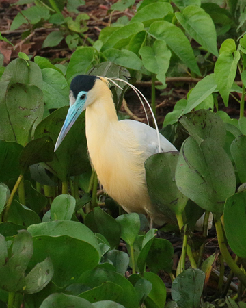 328 Capped Heron 70D4078