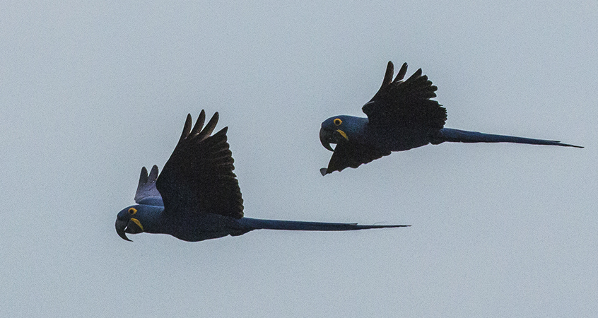 330 Hyacinth Macaws 70D4088