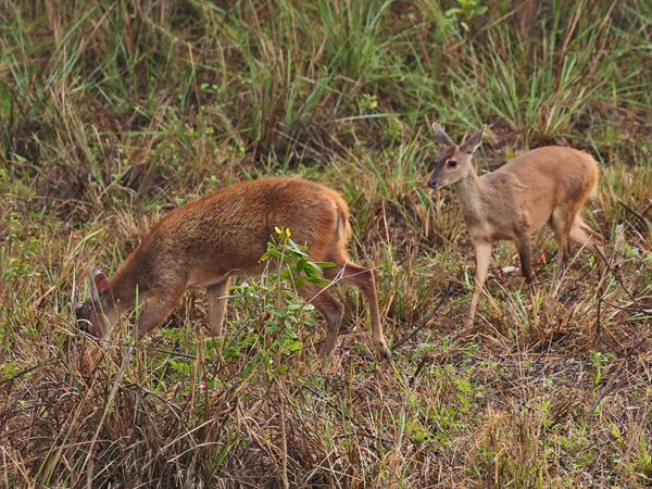 333 Marsh Deer 70D4108