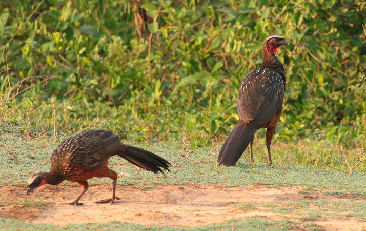 334 Rusty-Margined Guans 70D4101