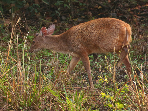 336 Marsh Deer 70D4115