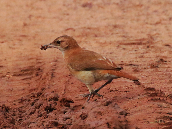 341 White-Necked-Trush 70D4192