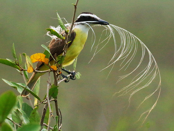 345 Lesser Kiskadee with Rhea Feather 70D4250