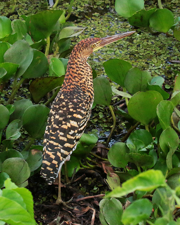 346 Rufescent Tiger Heron 70D4255