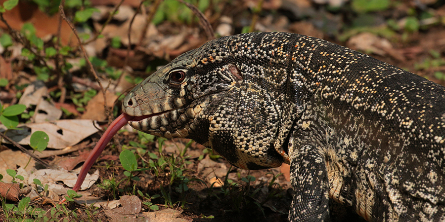 348 Tegu Lizard 70D4274