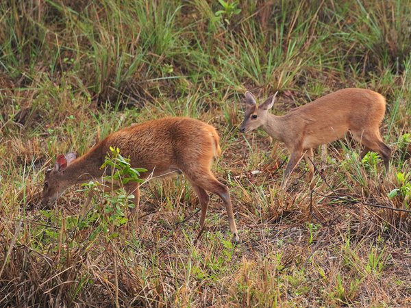 355 Marsh Deer 70D4107