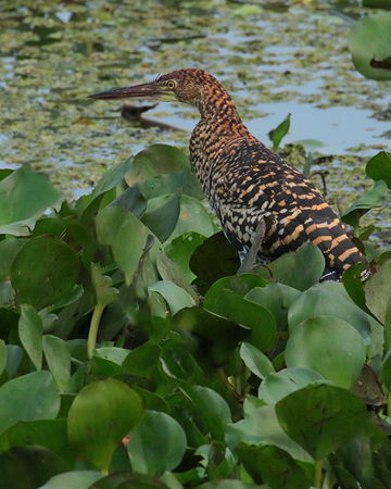 357 Rufescent Tiger Heron 70D4244