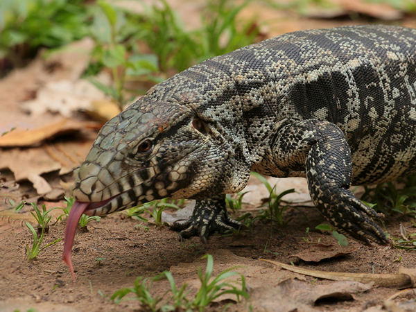 359 Tegu Lizard 70D4297