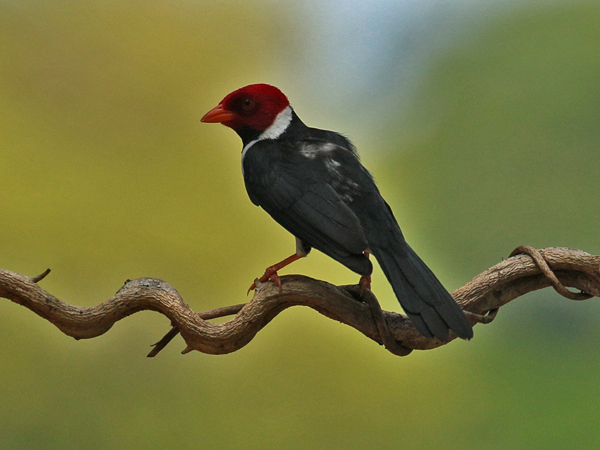 361 Yellow-billed Cardinal 70D4321