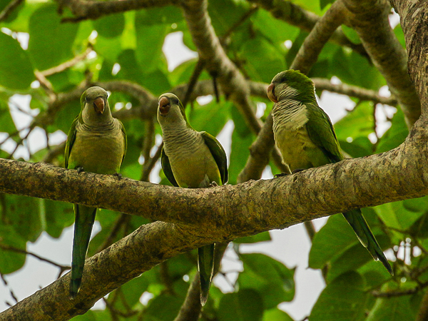 363 Parakeets 70D4342