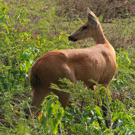 365 Marsh Deer 70D4382