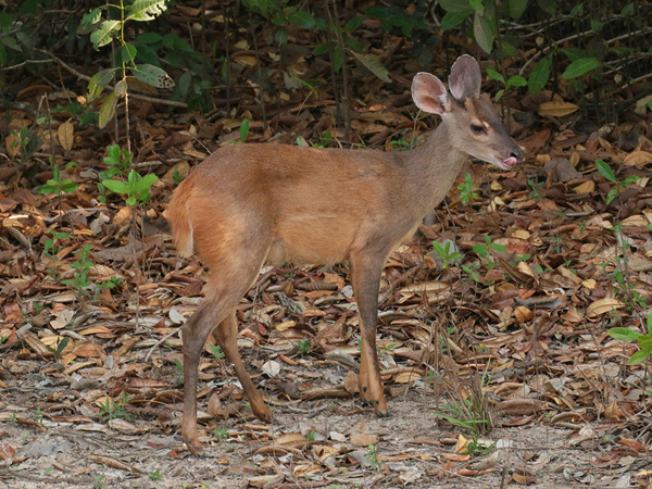 369 Marsh Deer 70D4401