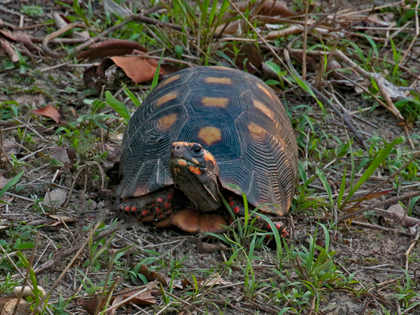 373 Box Turtle 70D4473