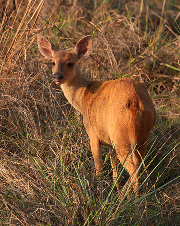 374 Marsh Deer 70D4423