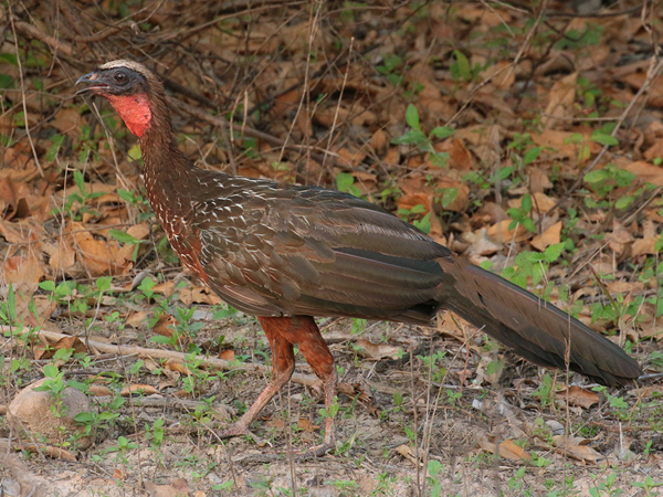 375 Rusty-Margined Guan 70D4482