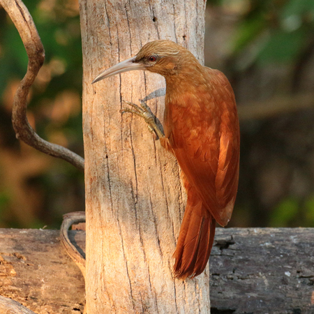 379 Narrow-Billed Woodcreeper 70D4621