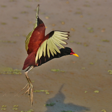 381 Wattled Jacana 70D4698