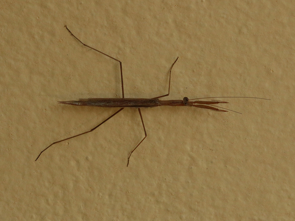 382 Stick Bug 70D4595