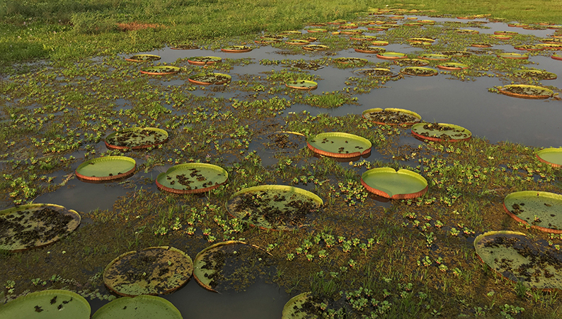 385 Giant Lily Pads 70D6750