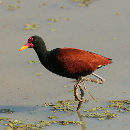 389 Wattled Jacana 70D4693