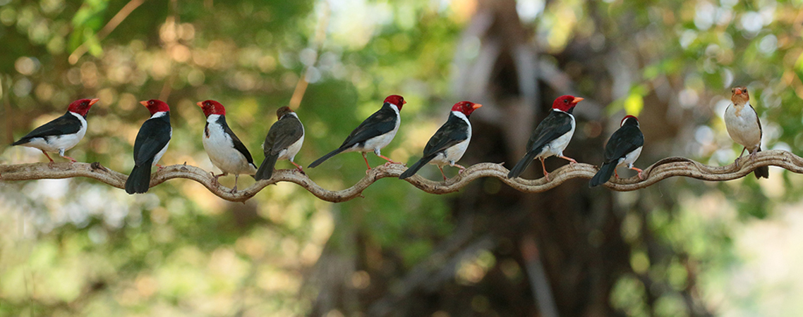 390 Yellow-Billed Cardinals 70D4632