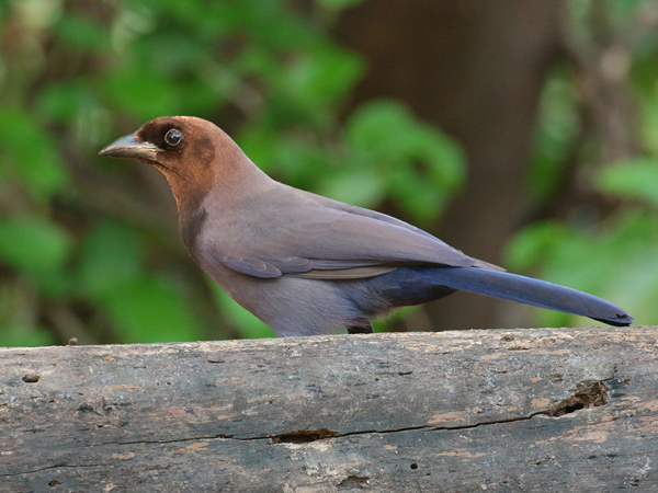 391 Shiny Cowbird 70D4626