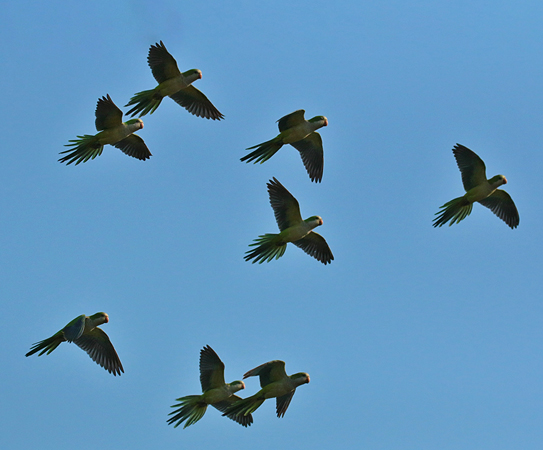 392 Peach-Fronted Parakeets 70D4642