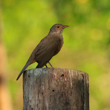 393 Rufus-Bellied Thrush 70D4629