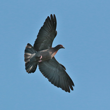 394 Ground Dove  70D4647