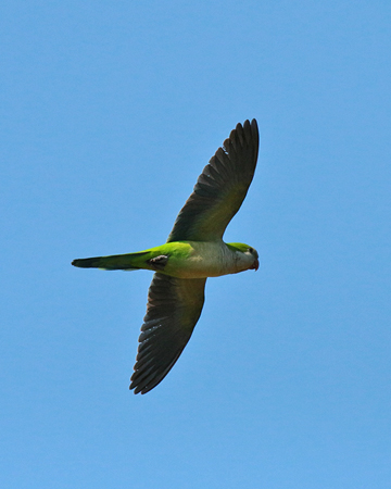 397 Peach-Fronted Parakeet 70D4659